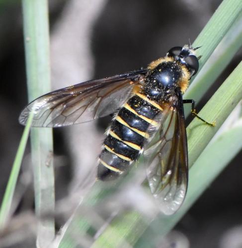 Lomatia sp.